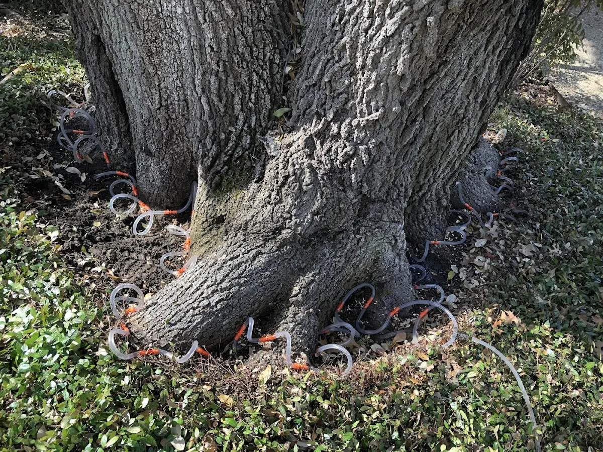Detailed Tree Cabling and Bracing job site in Nettie