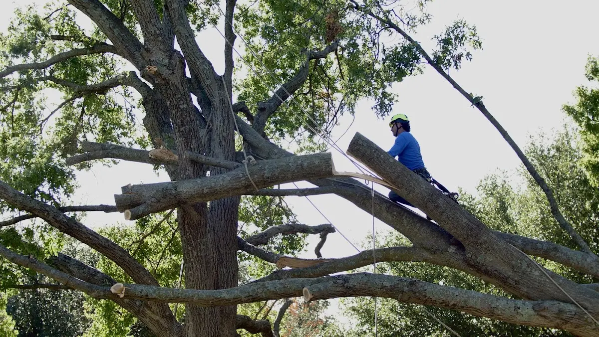 Professional Crown Thinning performed by certified arborists in Nettie