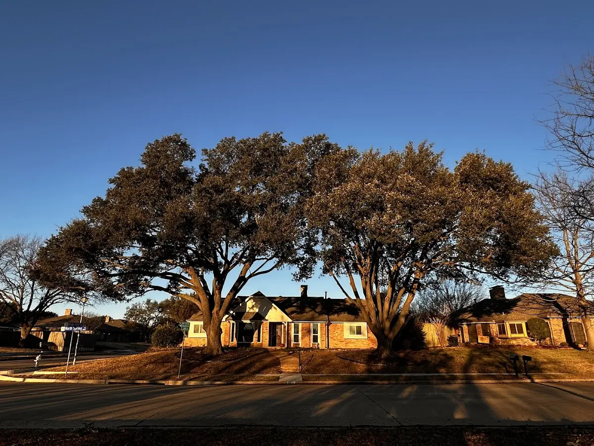 Established residential canopy tree shading a home in Nettie
